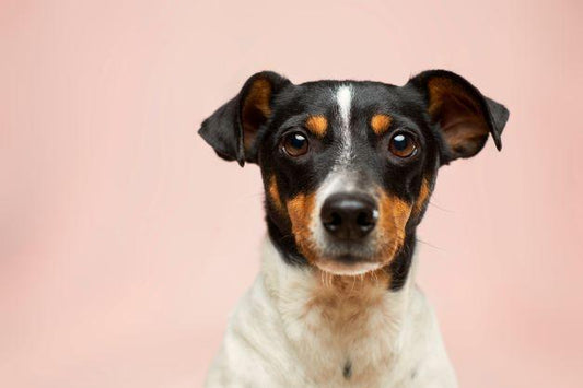 10 accessoires indispensables pour votre chien - Tao-K9