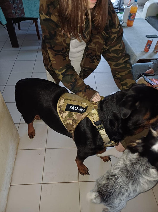 patch harnais chien personnalisable