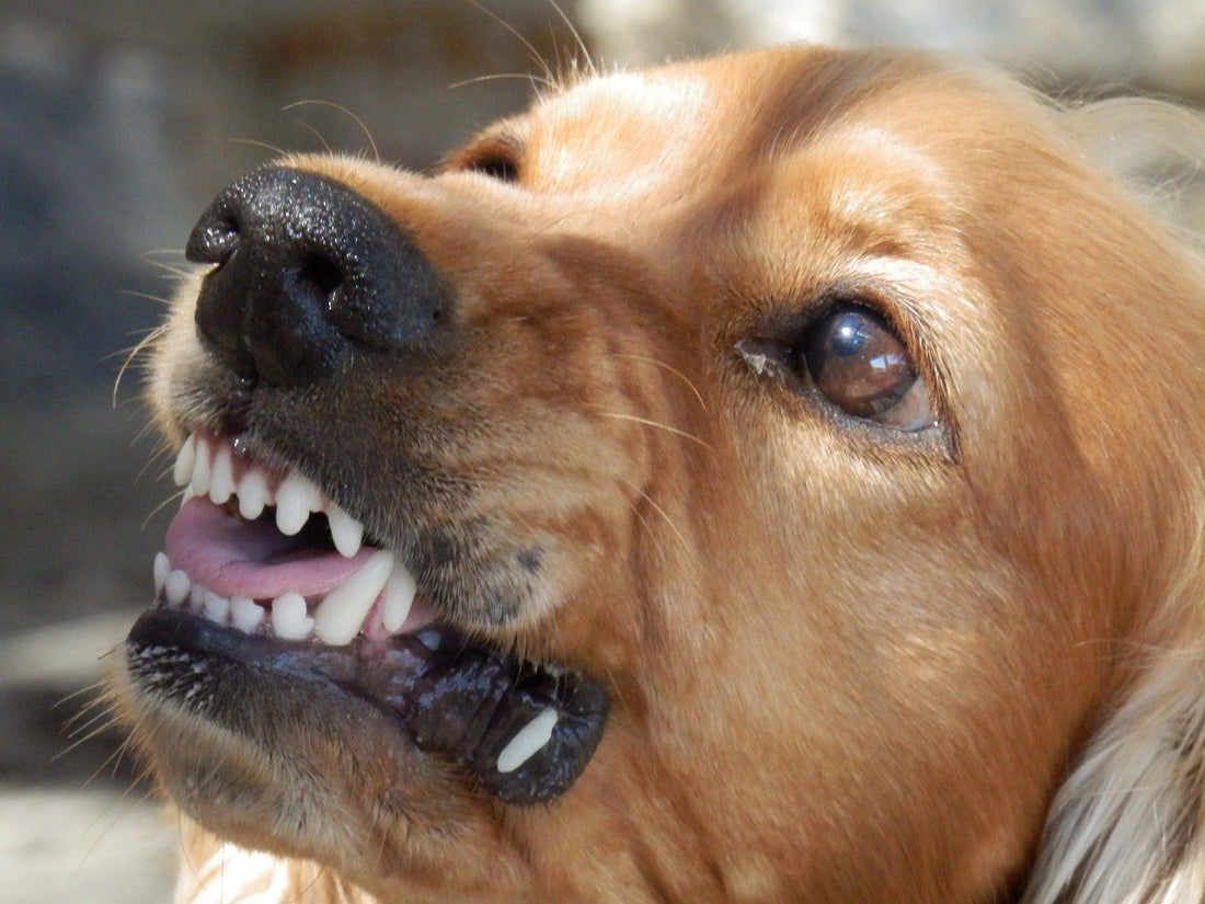 Comment savoir si mon chien est stressé !?! - Tao-K9