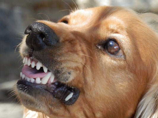 Comment savoir si mon chien est stressé !?! - Tao-K9