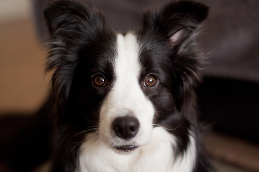 Fiche de race : Le Border Collie - Tao-K9