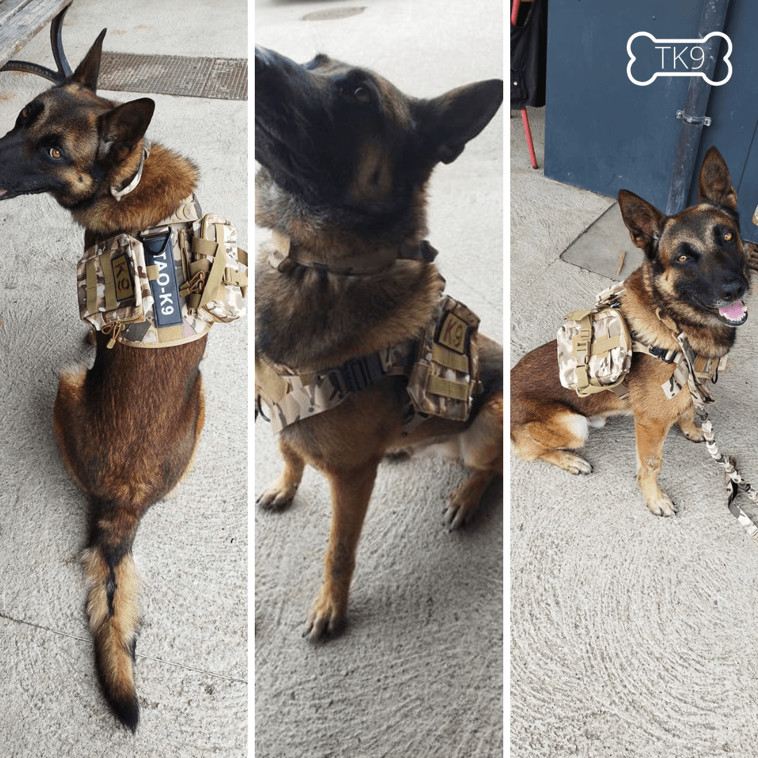 Harnais Militaire pour Chien: La Combinaison Parfaite de Force et de Sécurité - Tao-K9