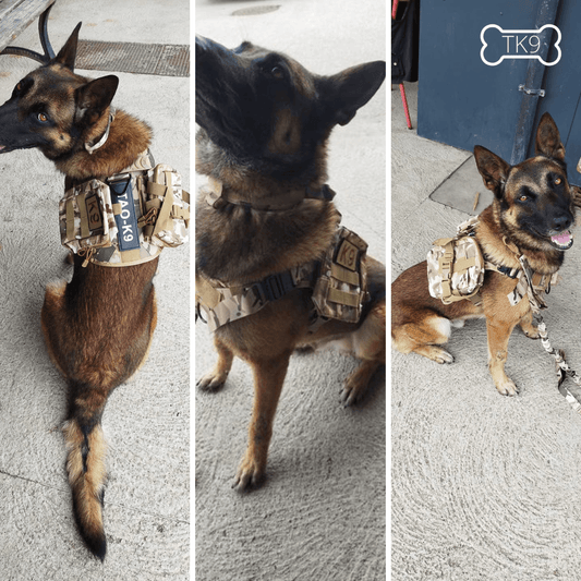 Harnais Militaire pour Chien: La Combinaison Parfaite de Force et de Sécurité - Tao-K9
