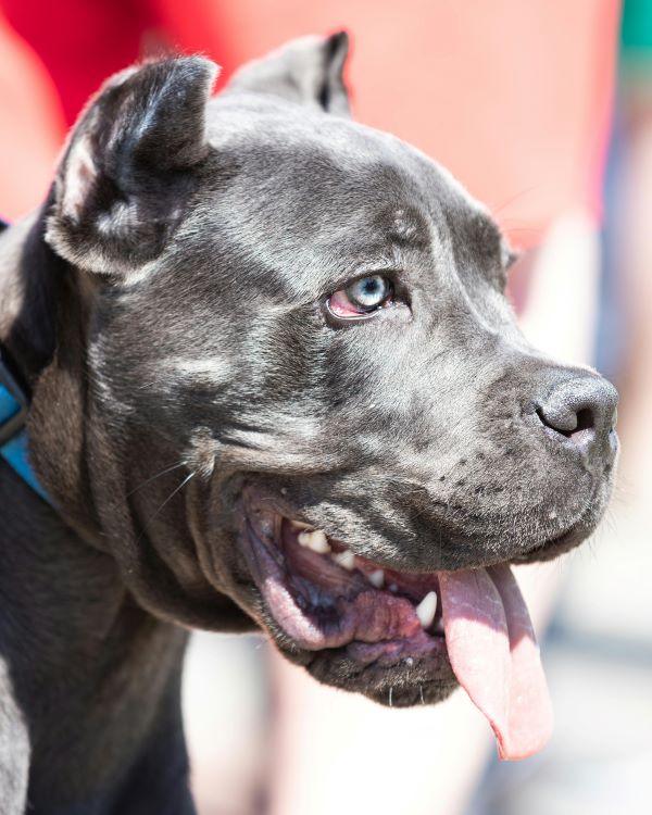 Chien Molosse Cane Corso