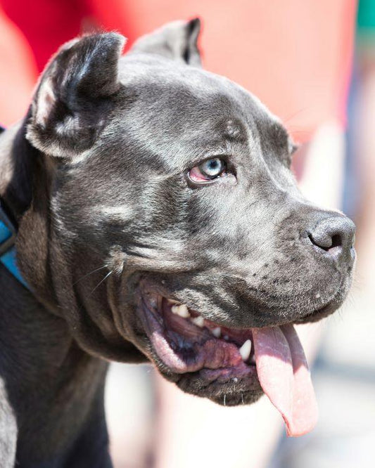 Chien Molosse Cane Corso