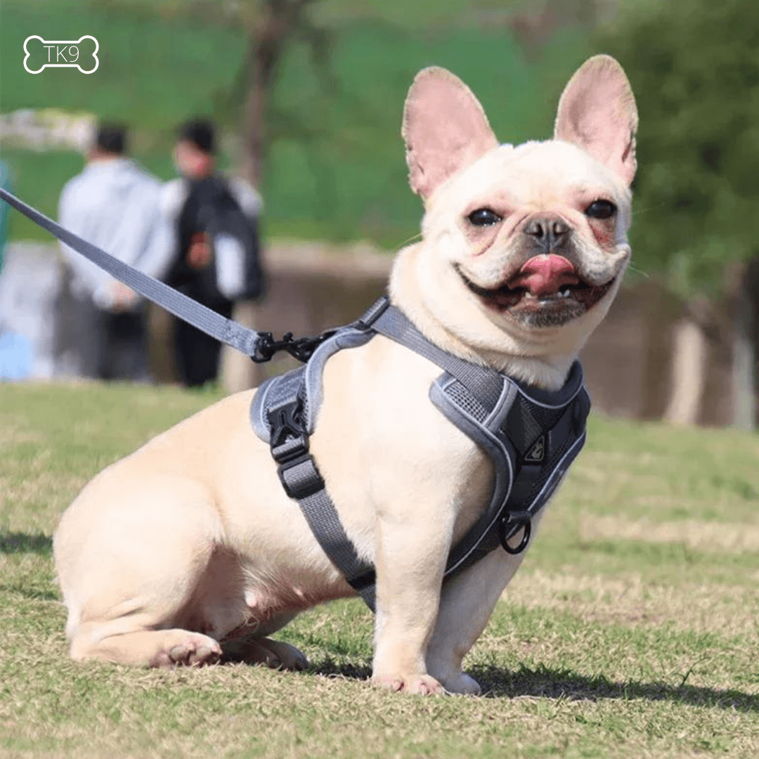 harnais anti traction petit chien
