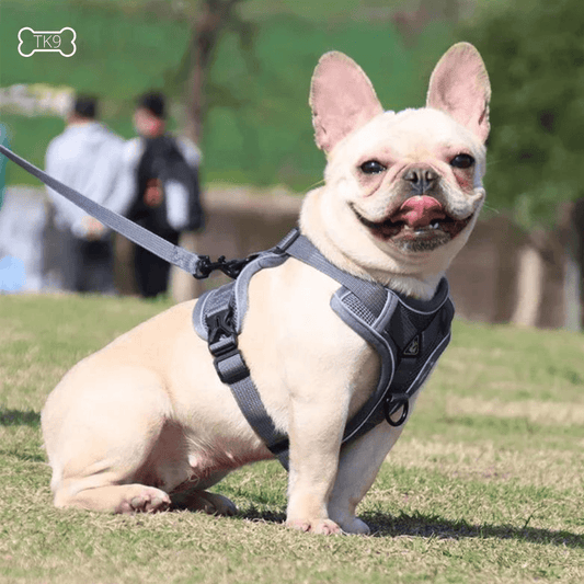 harnais anti traction petit chien