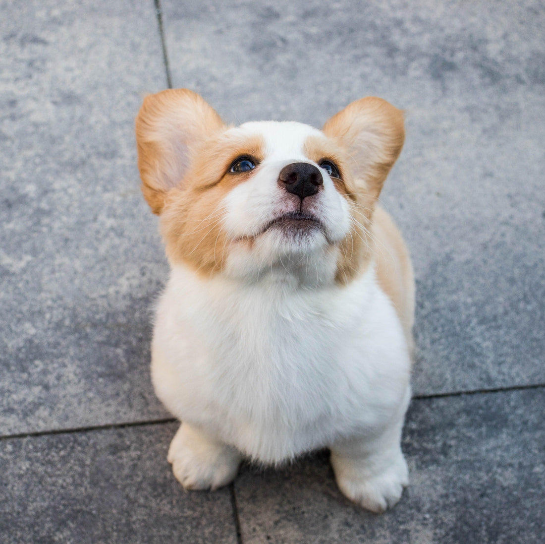aboiements chien
