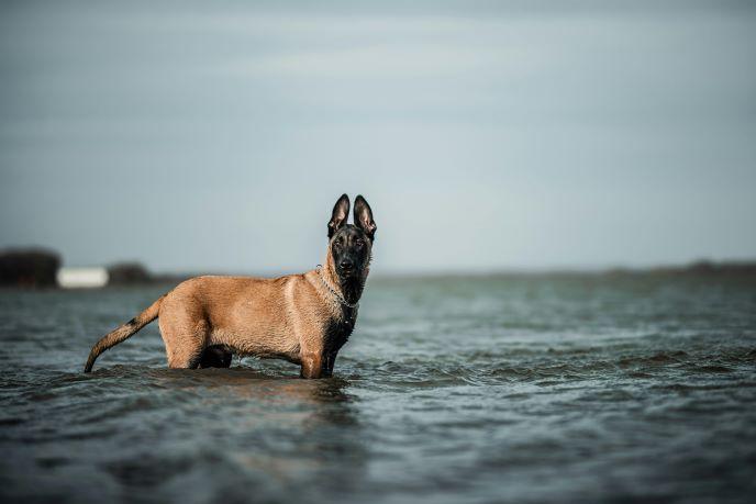 Pourquoi Tant de Bergers Malinois se Retrouvent-ils en Refuges ? Une Réflexion Nécessaire