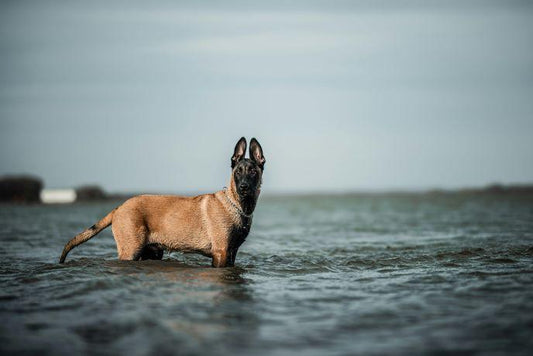 Pourquoi Tant de Bergers Malinois se Retrouvent-ils en Refuges ? Une Réflexion Nécessaire