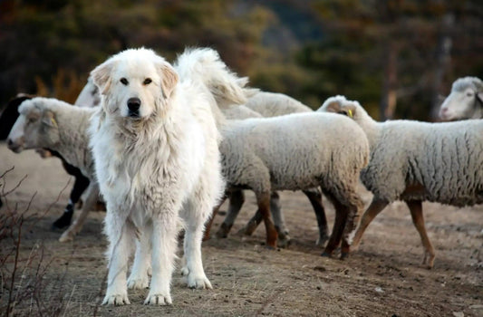 Le Patou : Chien de Berger Impressionnant mais Doux