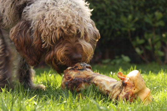 Quels sont les aliments dangereux pour les chiens ? - Tao-K9