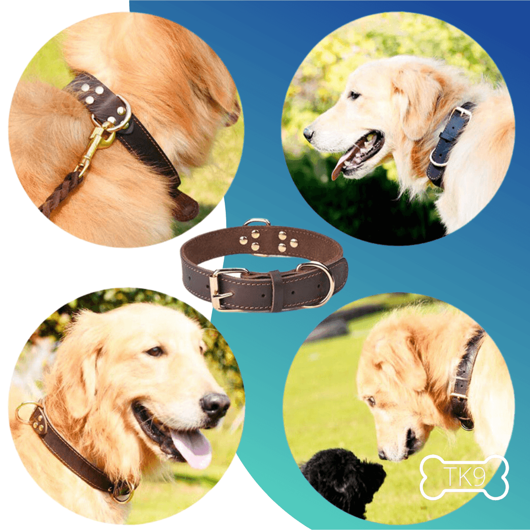 Collier en cuir - Tao-K9