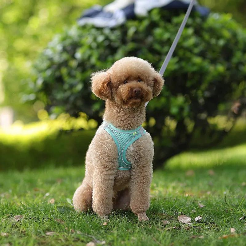 Harnais ajustable pour petit chien- French Bulldog Chihuahua Carlin Caniche - Tao-K9