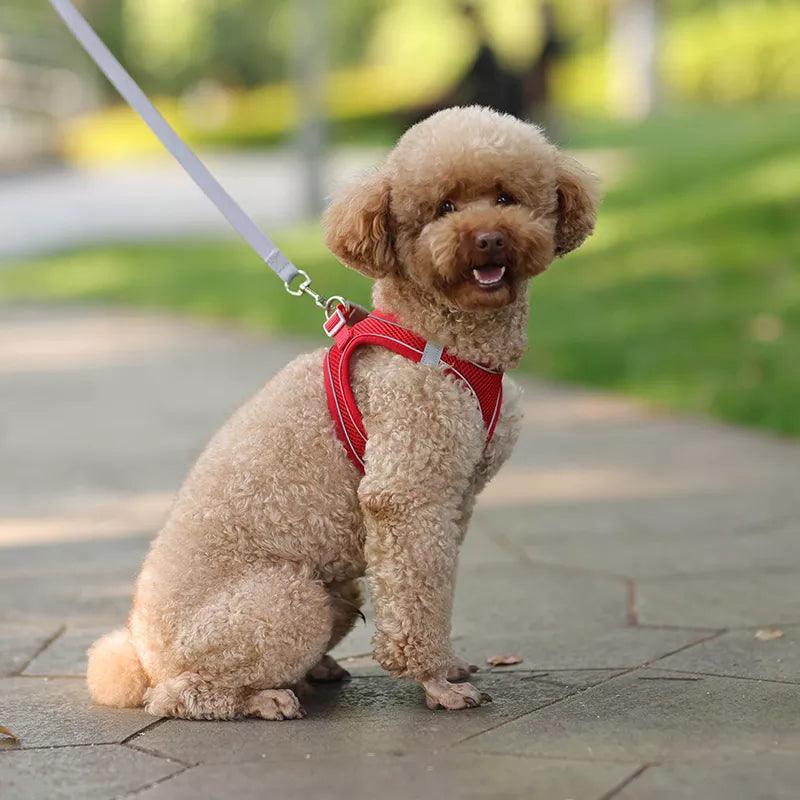 Harnais ajustable pour petit chien- French Bulldog Chihuahua Carlin Caniche - Tao-K9