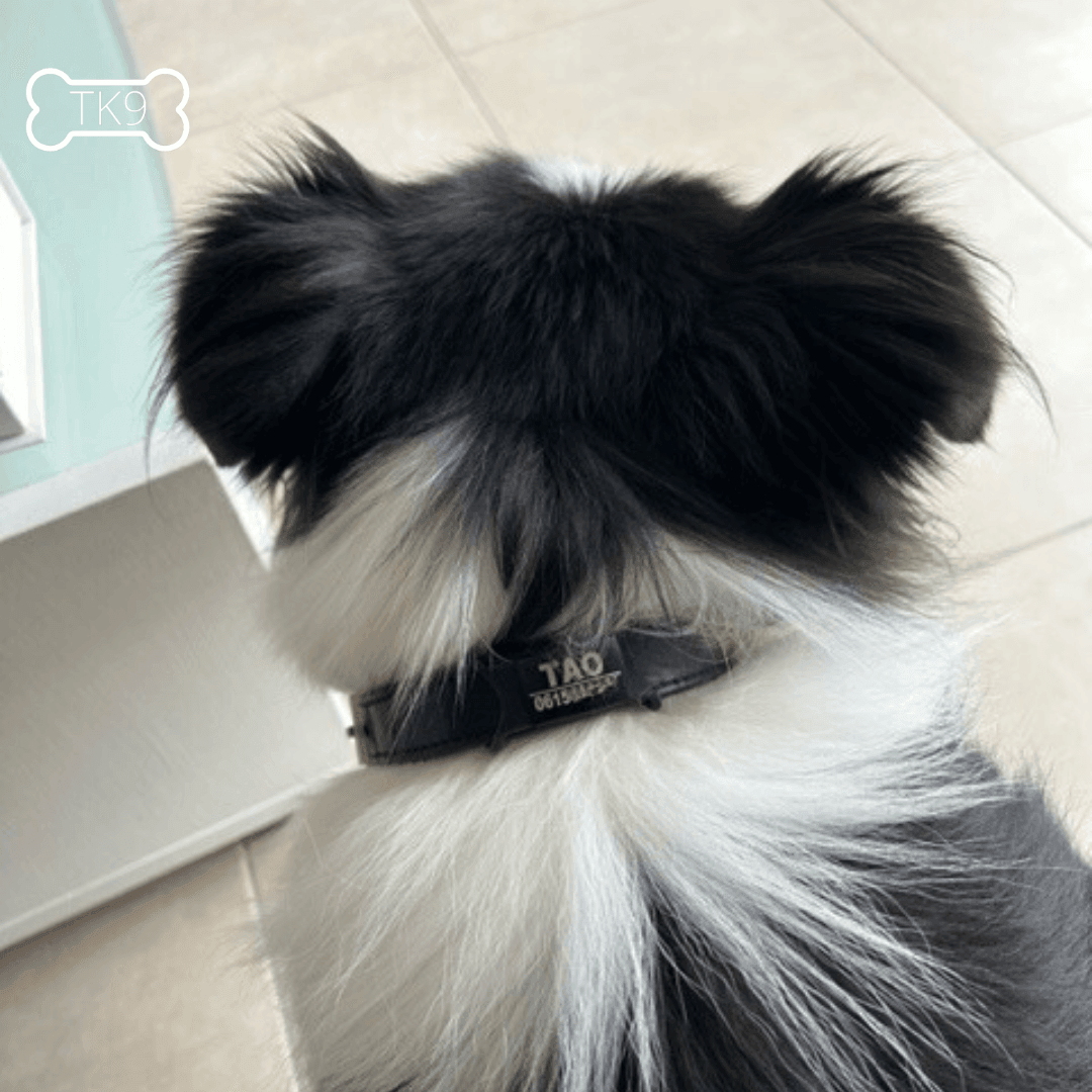 Identification en Acier Inoxydable – Gravure Personnalisée Offerte - ID Tag - Tao-K9