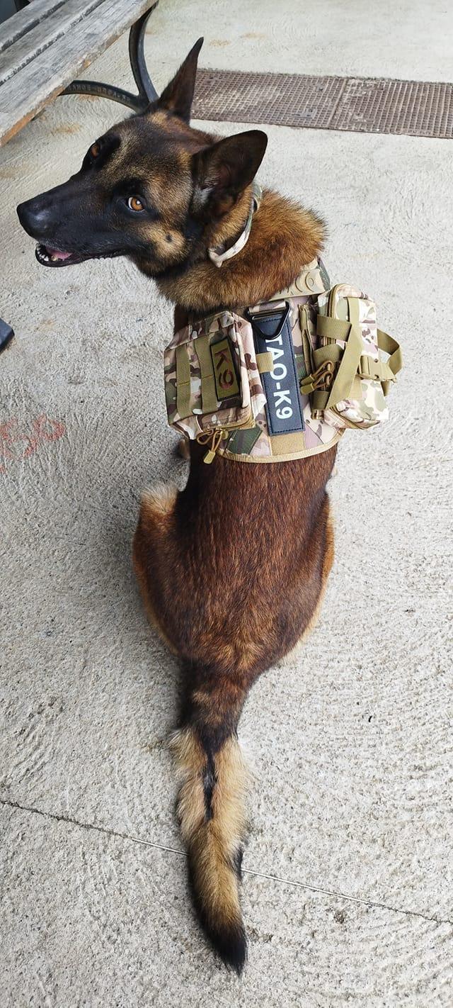 Pack Pochettes pour Harnais Militaire Tactique - Tao-K9