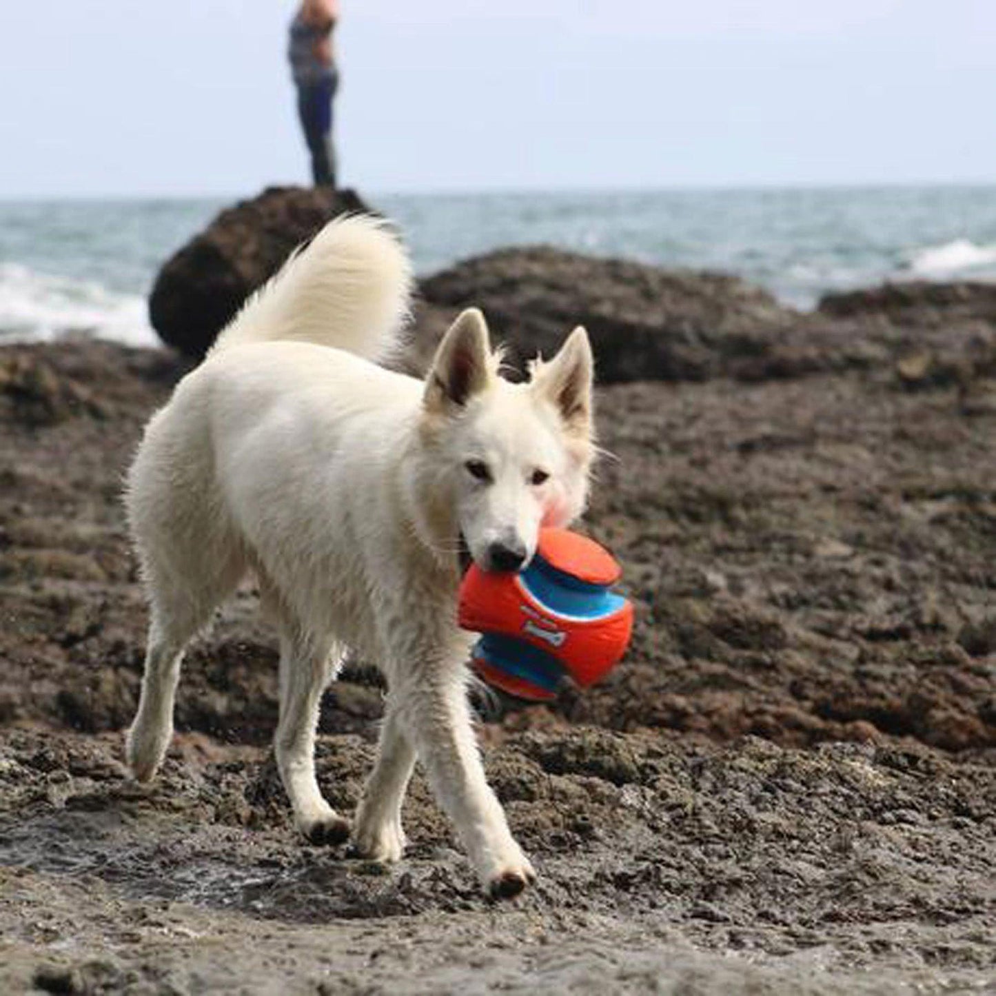 Ballon Chuckit - Le must des ballons pour chien - Tao-K9