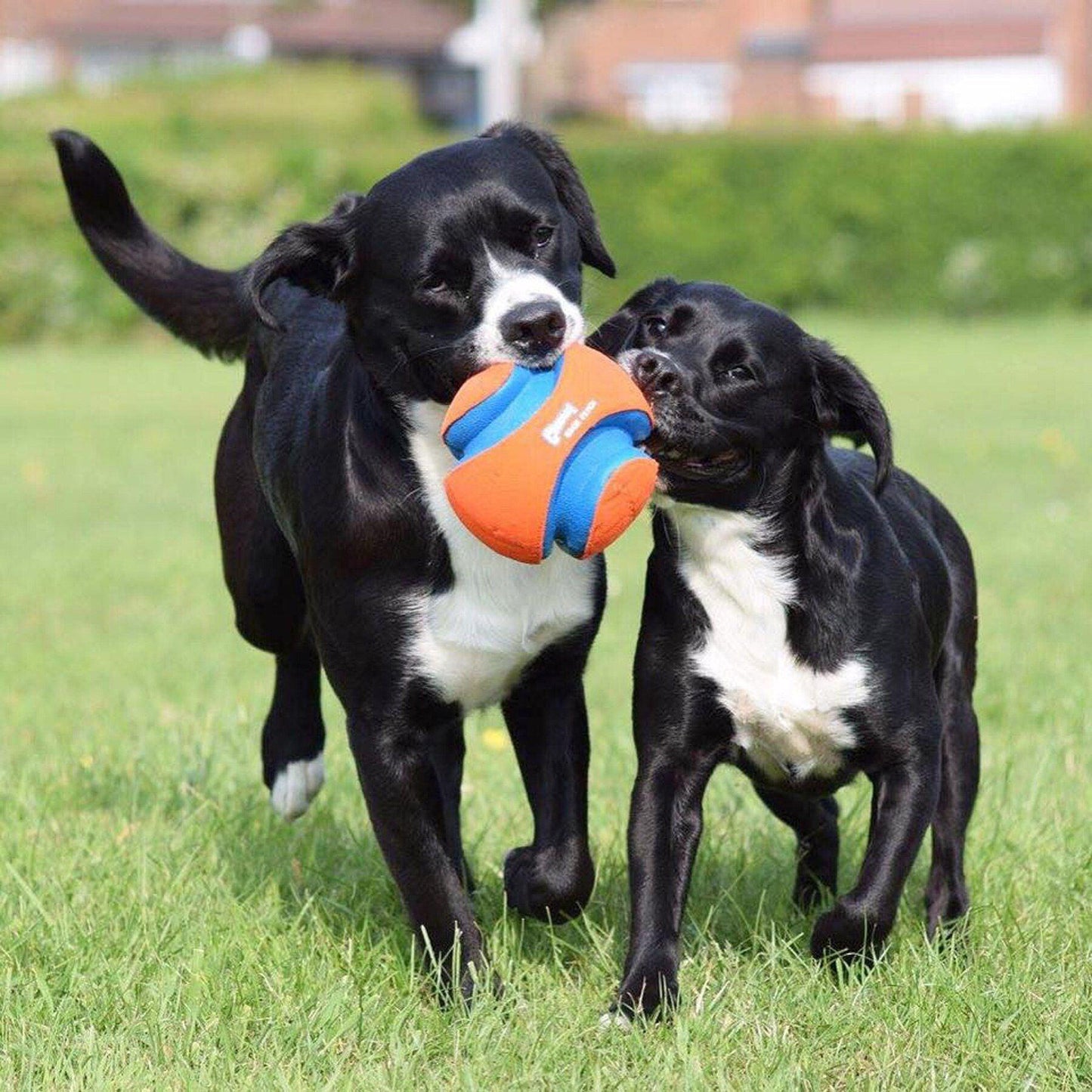 Ballon Chuckit - Le must des ballons pour chien - Tao-K9