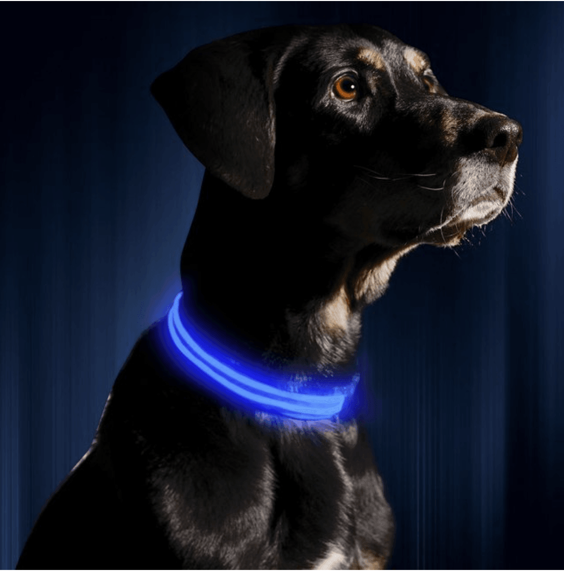 Le Dog Light Nylon - Tao-K9