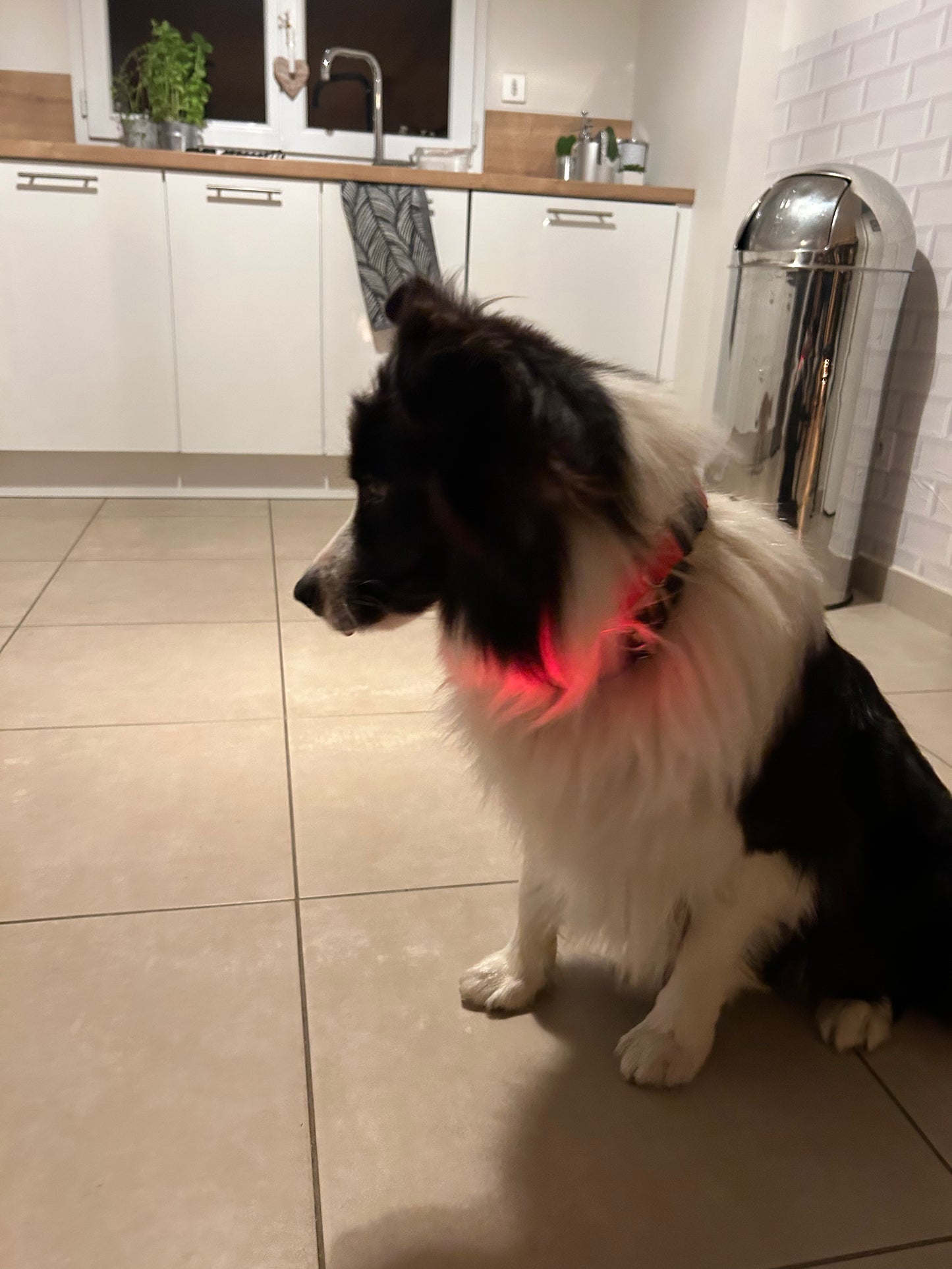Le Dog Light Nylon - Tao-K9