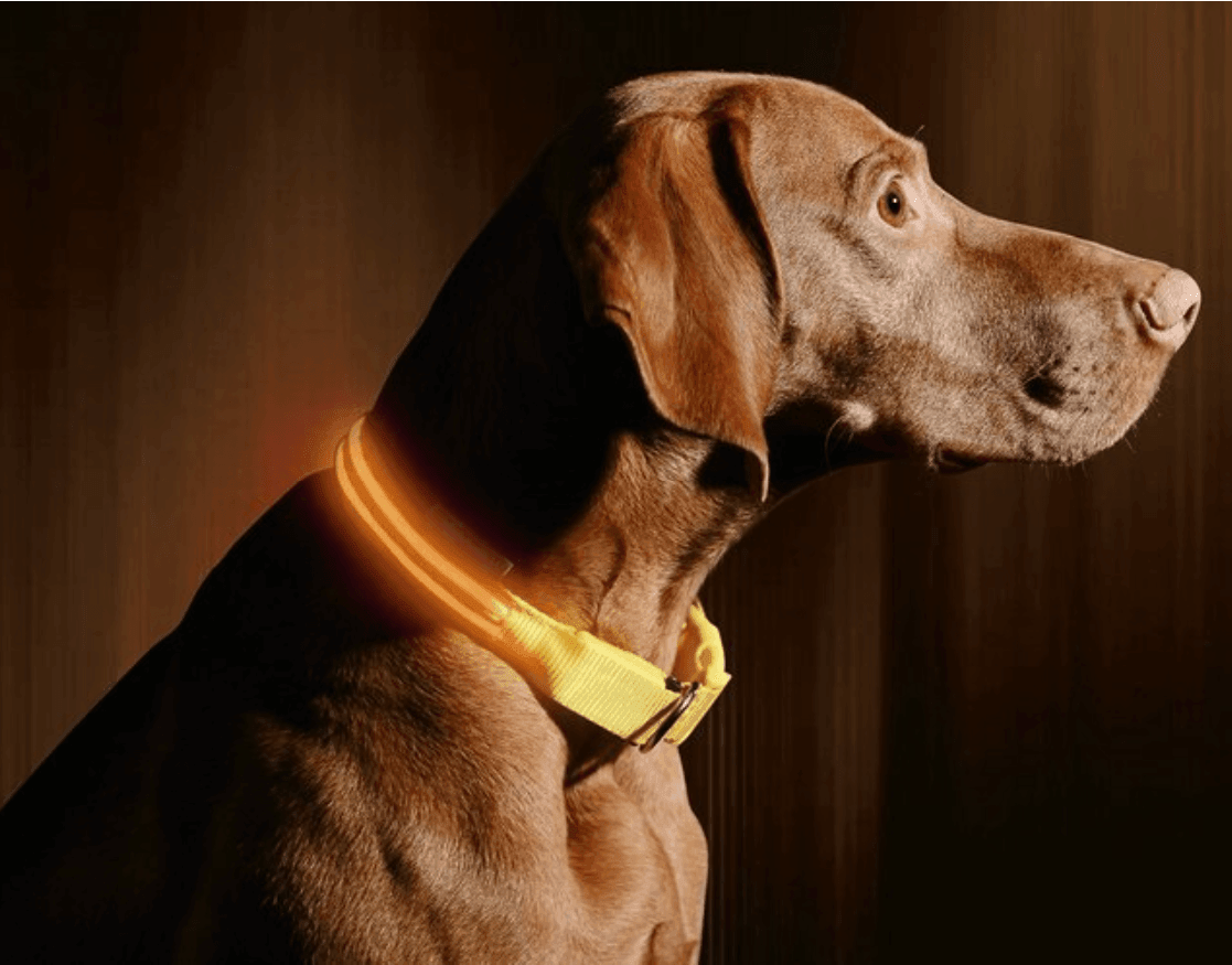 Le Dog Light Nylon - Tao-K9