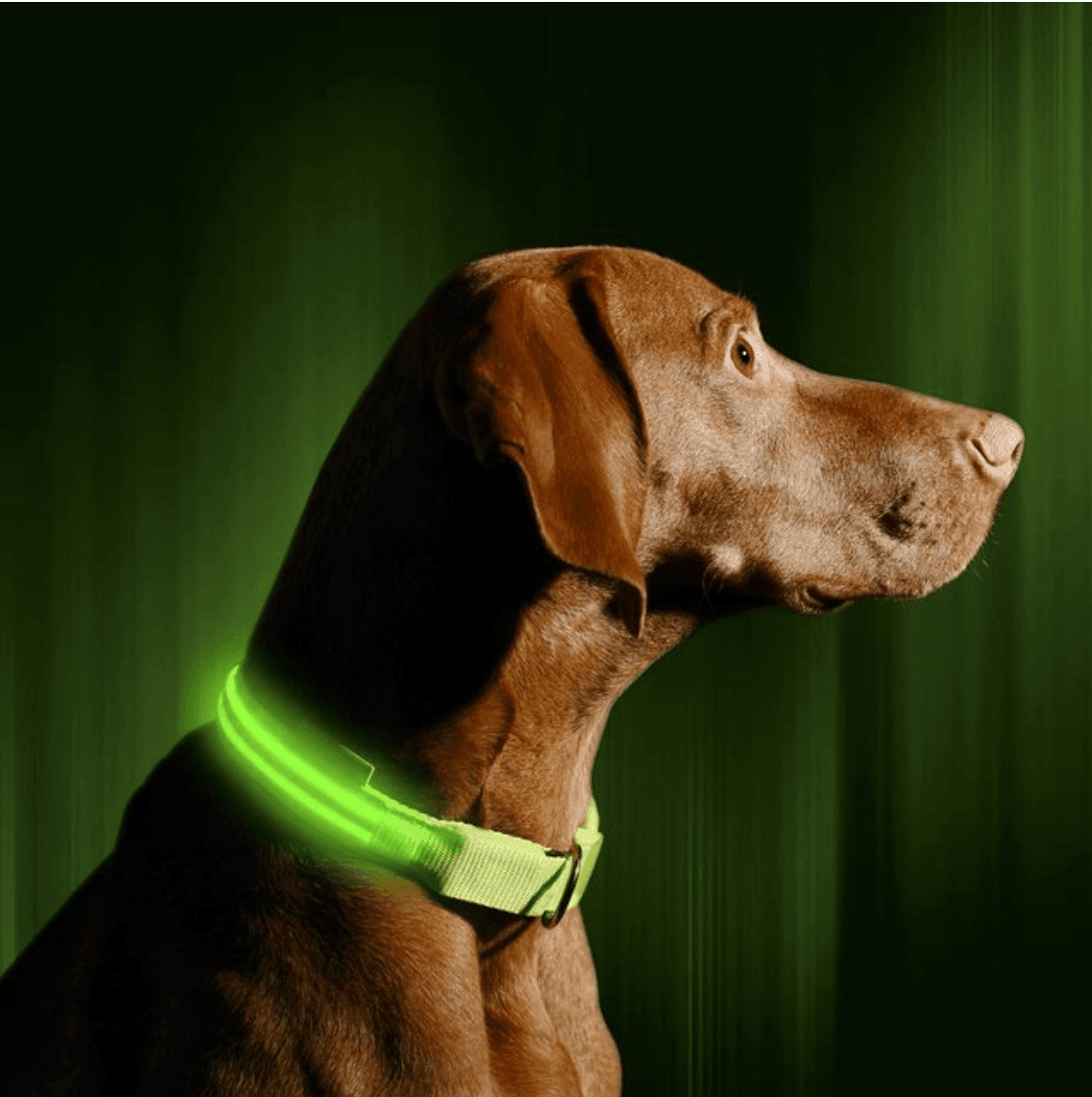 Le Dog Light Nylon - Tao-K9