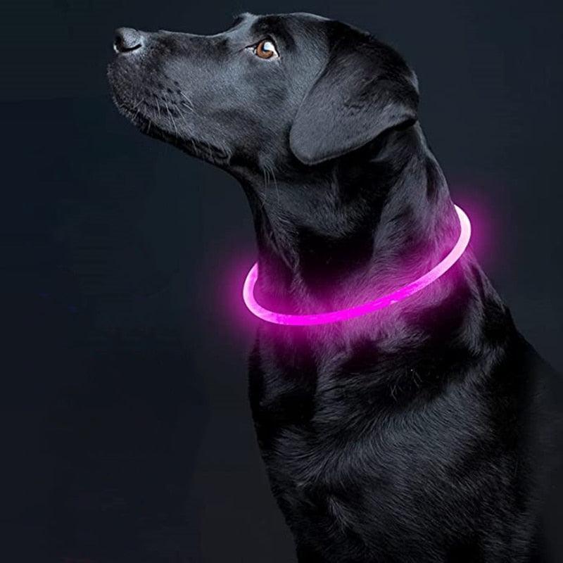 Le Dog Light - Tao-K9