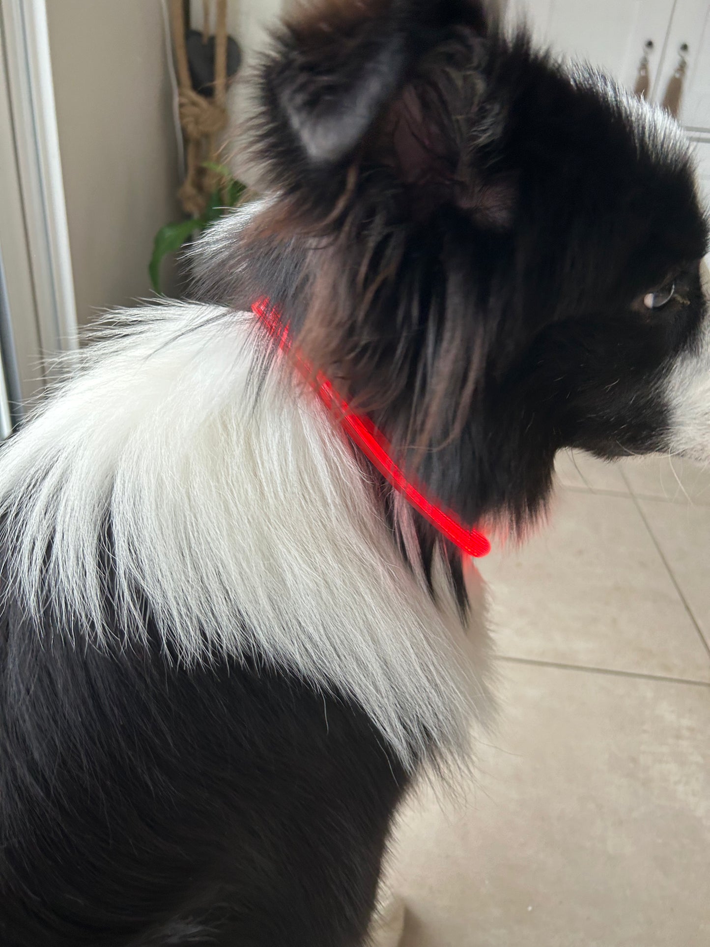 Le Dog Light - Tao-K9