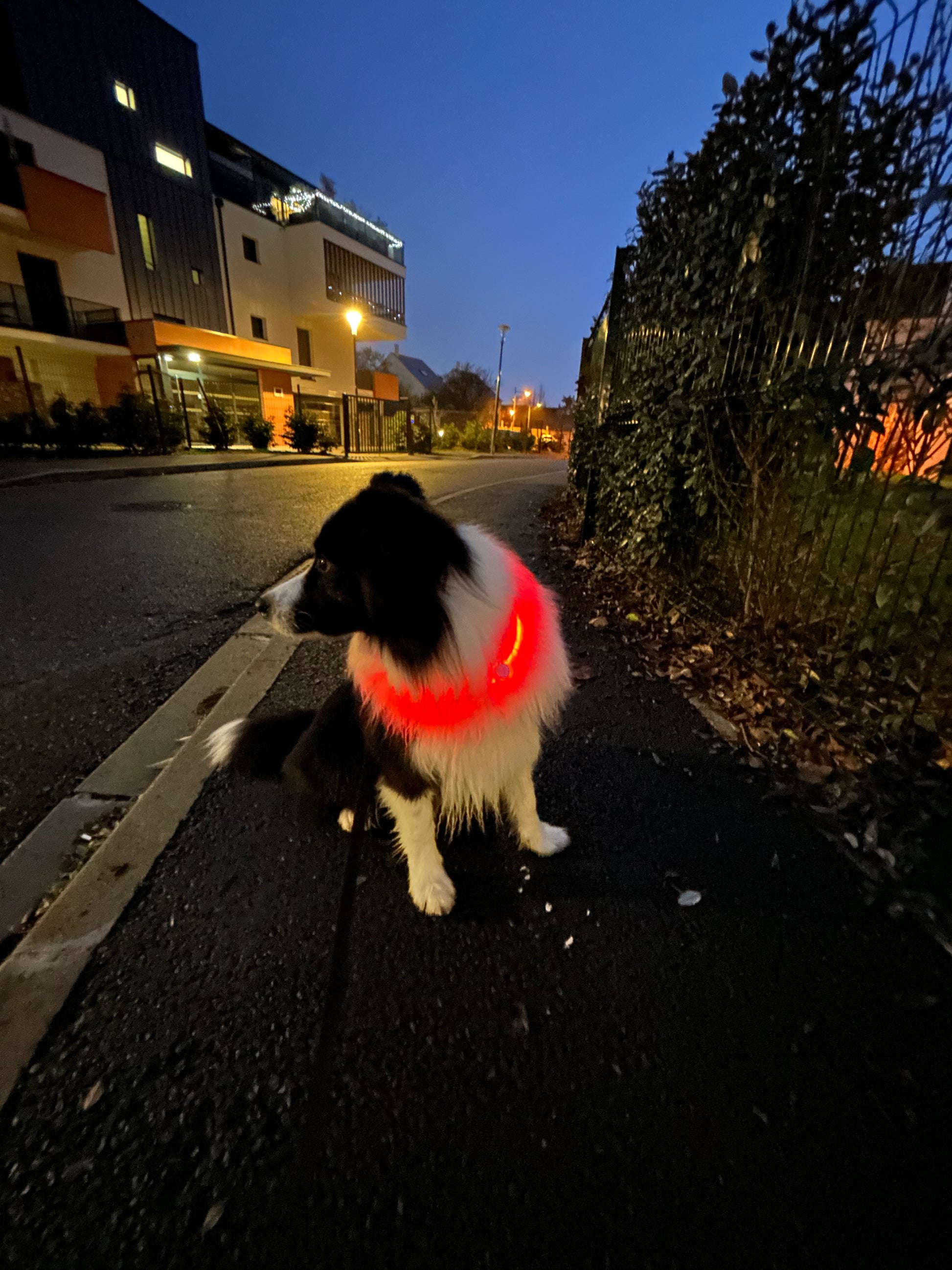 Le Dog Light - Tao-K9