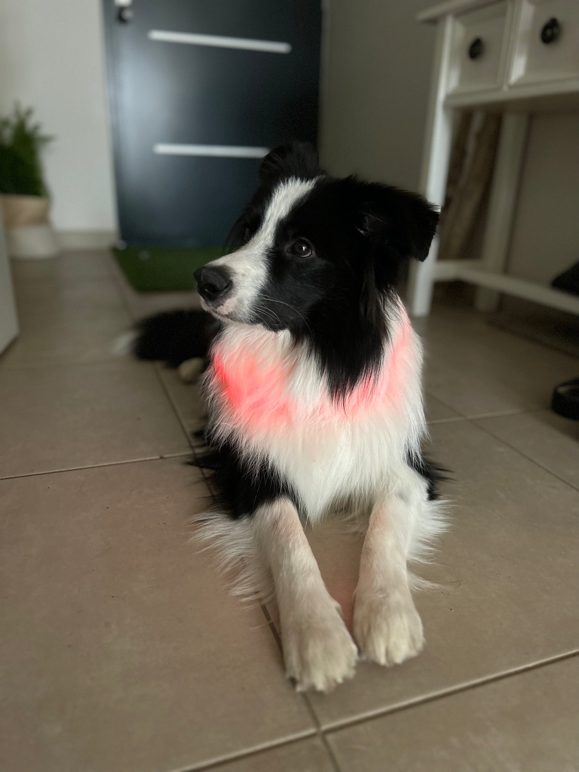 Le Dog Light - Tao-K9