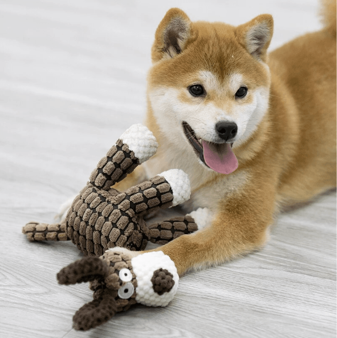 Tarot - Le Chien - Tao-K9