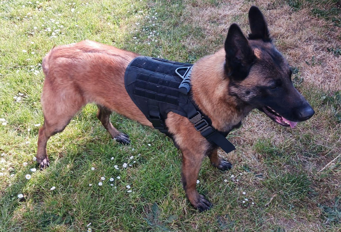 Le Harnais Malinois : L’Équipement Ultime pour Votre Compagnon à Quatre Pattes