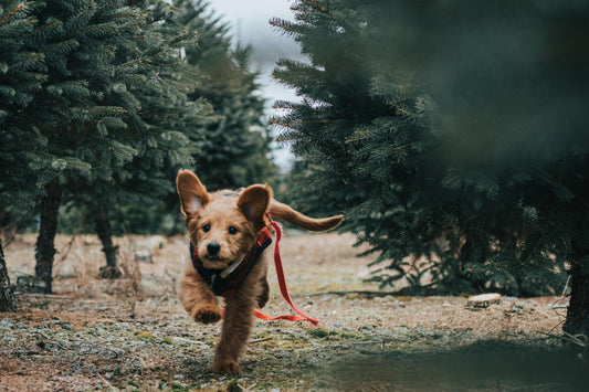 chien apprendre rappel parfait