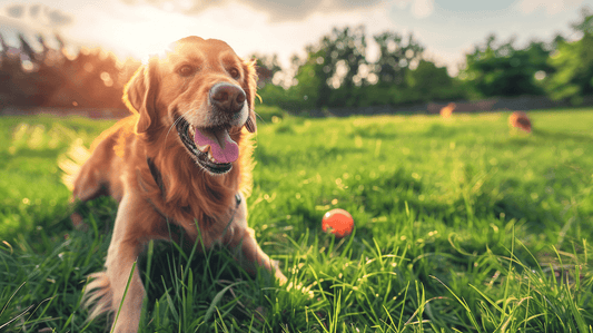 Comment les Chiens Enseignent l'Art de Vivre avec Joie - Tao-K9