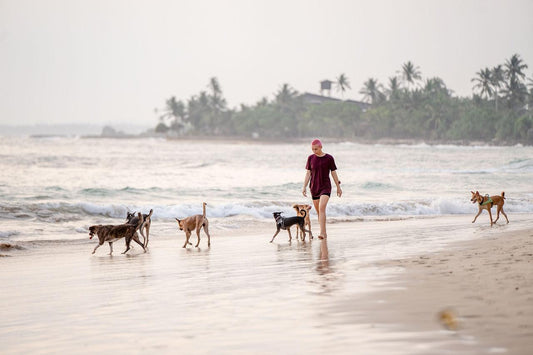 Comment organiser des vacances avec votre chien - Tao-K9