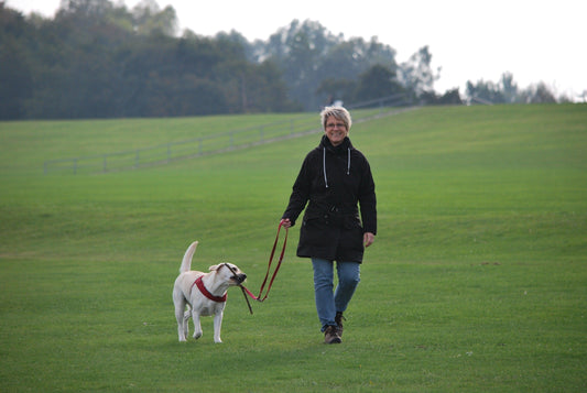 Comment sont formés les chiens guides d'aveugles - Tao-K9