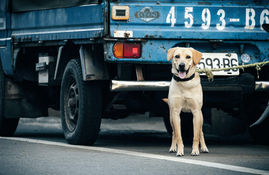 Décrypter l'intelligence de nos compagnons canins - Tao-K9