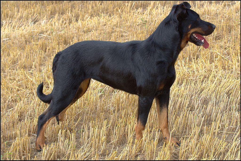 Fiche de race : Le Beauceron / Berger de Beauce - Tao-K9