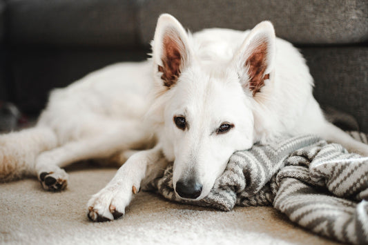 Fiche de race : Le Berger Blanc Suisse - Tao-K9