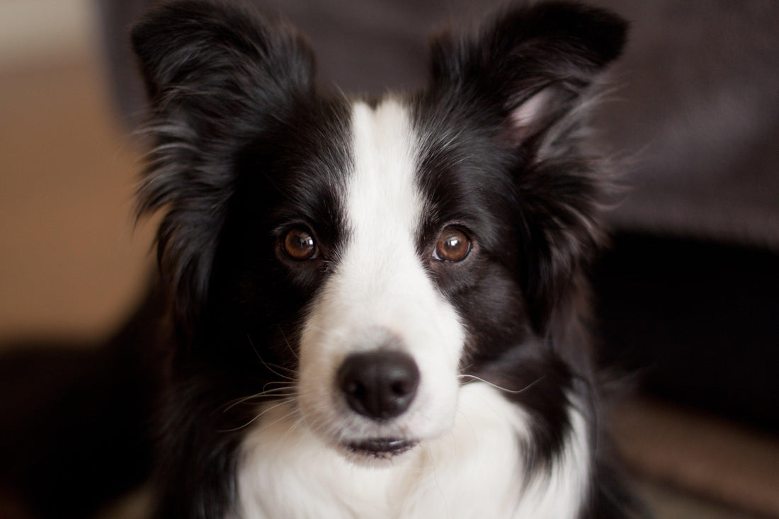 Fiche de race : Le Border Collie - Tao-K9