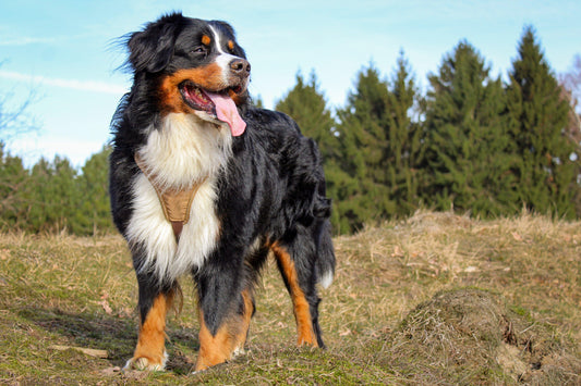 Fiche de race : Le Bouvier Bernois - Tao-K9