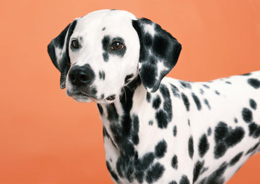 Fiche de race : Le Dalmatien - Tao-K9