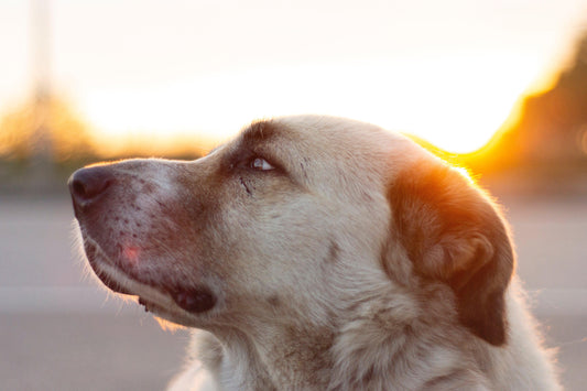 Fiche de race : Le Kangal - Tao-K9