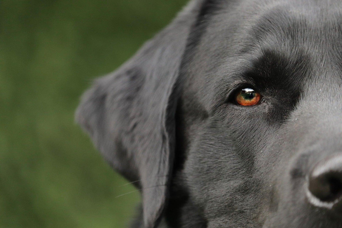 Fiche de race : Le Labrador - Tao-K9