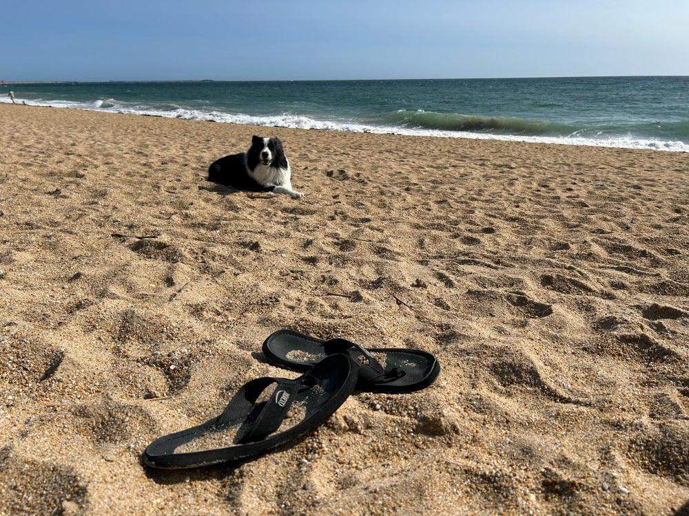 Test de la Cani-Promenade Cani-Plage de Plouhinec : Notre Avis sur cette Plage pour Chiens en Liberté