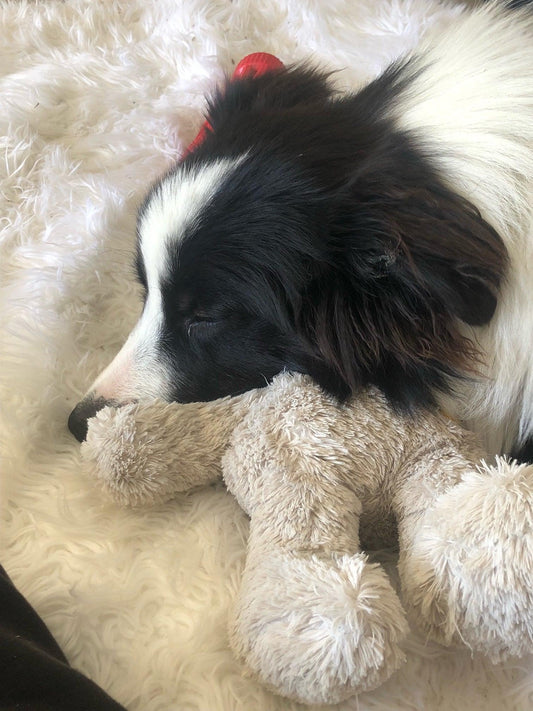 Le border collie n’est pas un chien ordinaire, c’est le meilleur chien du monde ! - Tao-K9