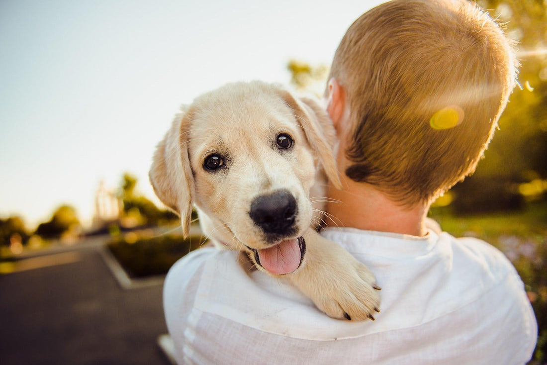 Les bienfaits des chiens sur la santé mentale: comment nos animaux de compagnie peuvent nous aider à réduire le stress, l'anxiété et la dépression - Tao-K9