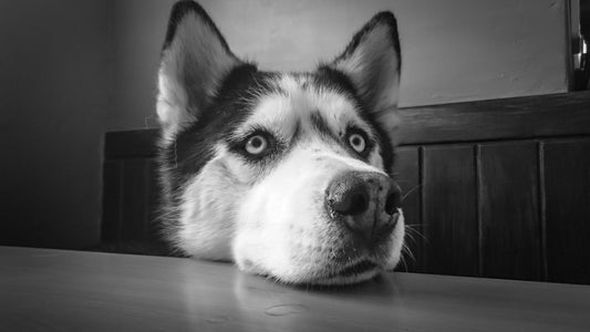 husky sibérie