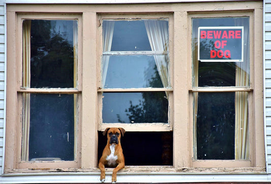 Mon chien me protègera-t-il si je me fais agresser ? - Tao-K9